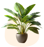 Monstera Deliciosa Self Watering Pots