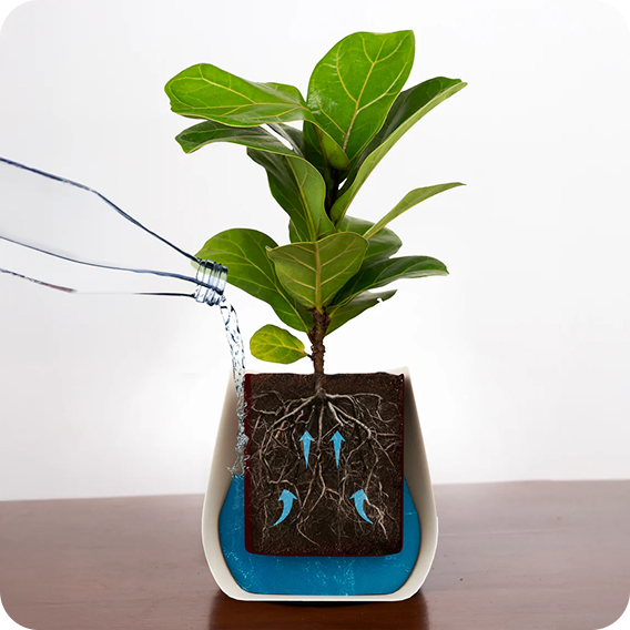 Self Watering Image