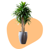Large Indoor Plants