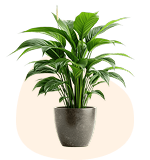 Medium Indoor Plants