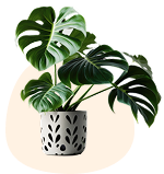 Nova Small Indoor Plants