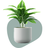 Small Indoor Plants