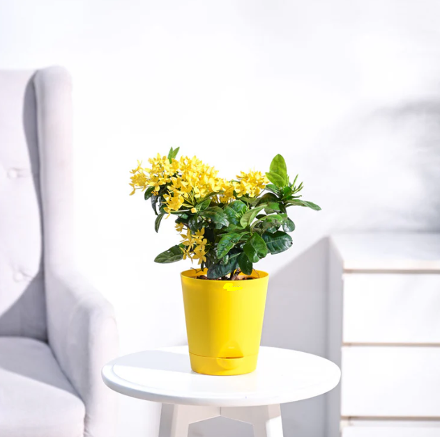 Ixora (Rugmini) Plant - Yellow