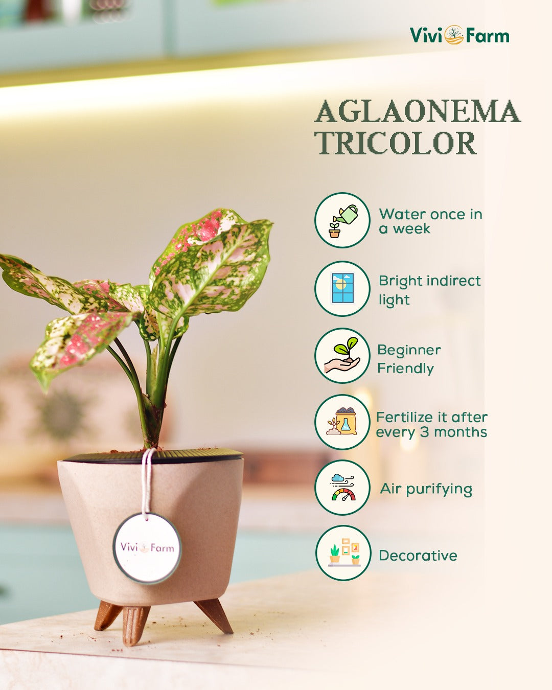 Ixora (Rugmini) Plant - Yellow