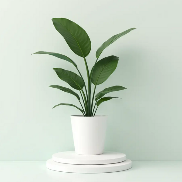 monstera deliciosa self watering pot Monstera Deliciosa Self Watering Pots One – Vivi Farm
