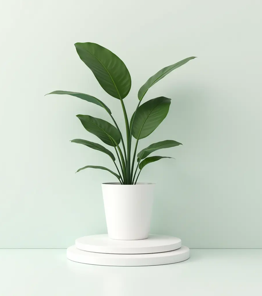 Monstera Deliciosa with Large Metal Self Watering Pot