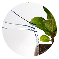 Plants food
